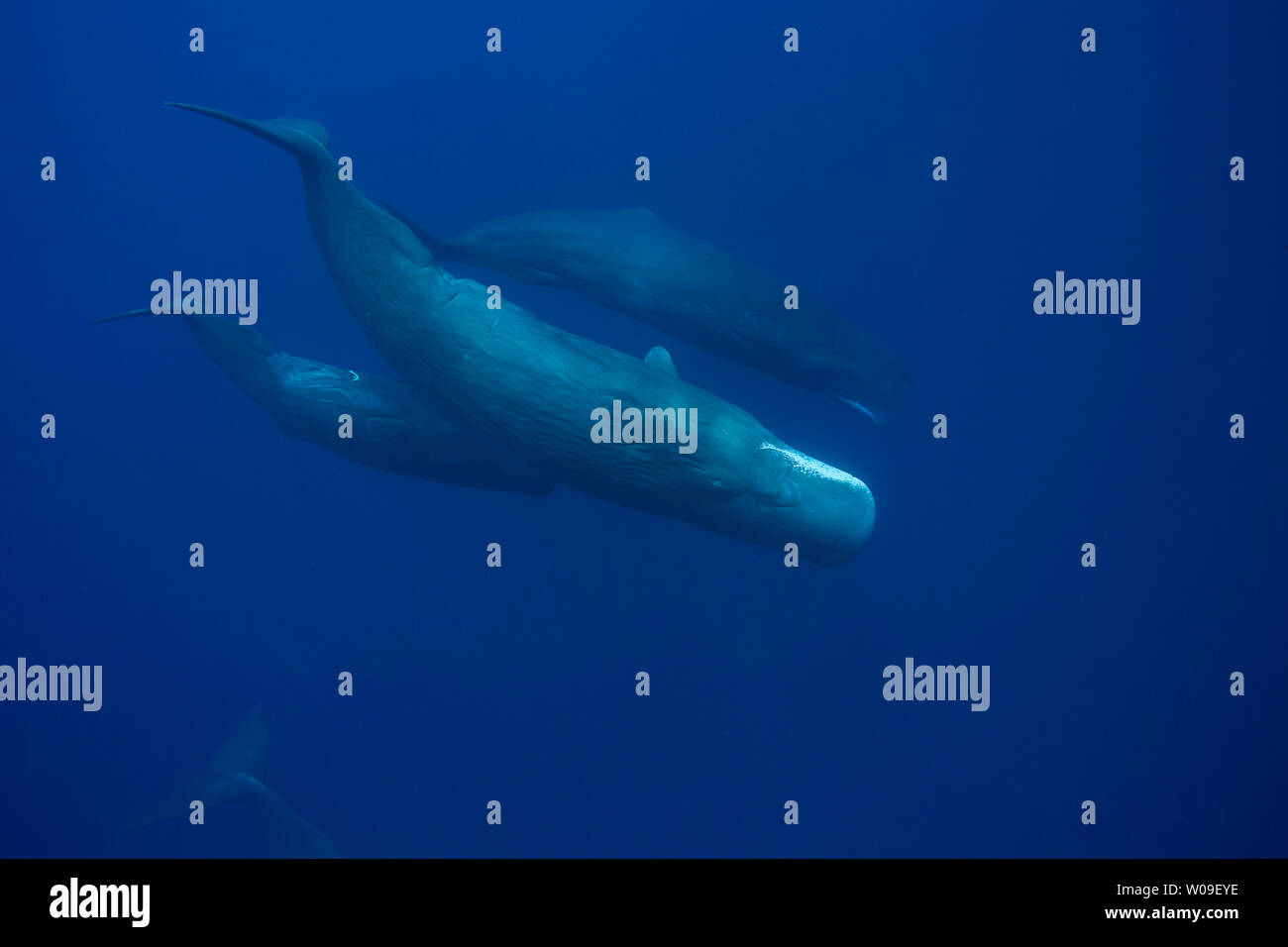 The sperm whale, Physeter macrocephalus, is the largest of all the toothed cetaceans.  Males can reach 60 feet in length.  These are all females, phot Stock Photo