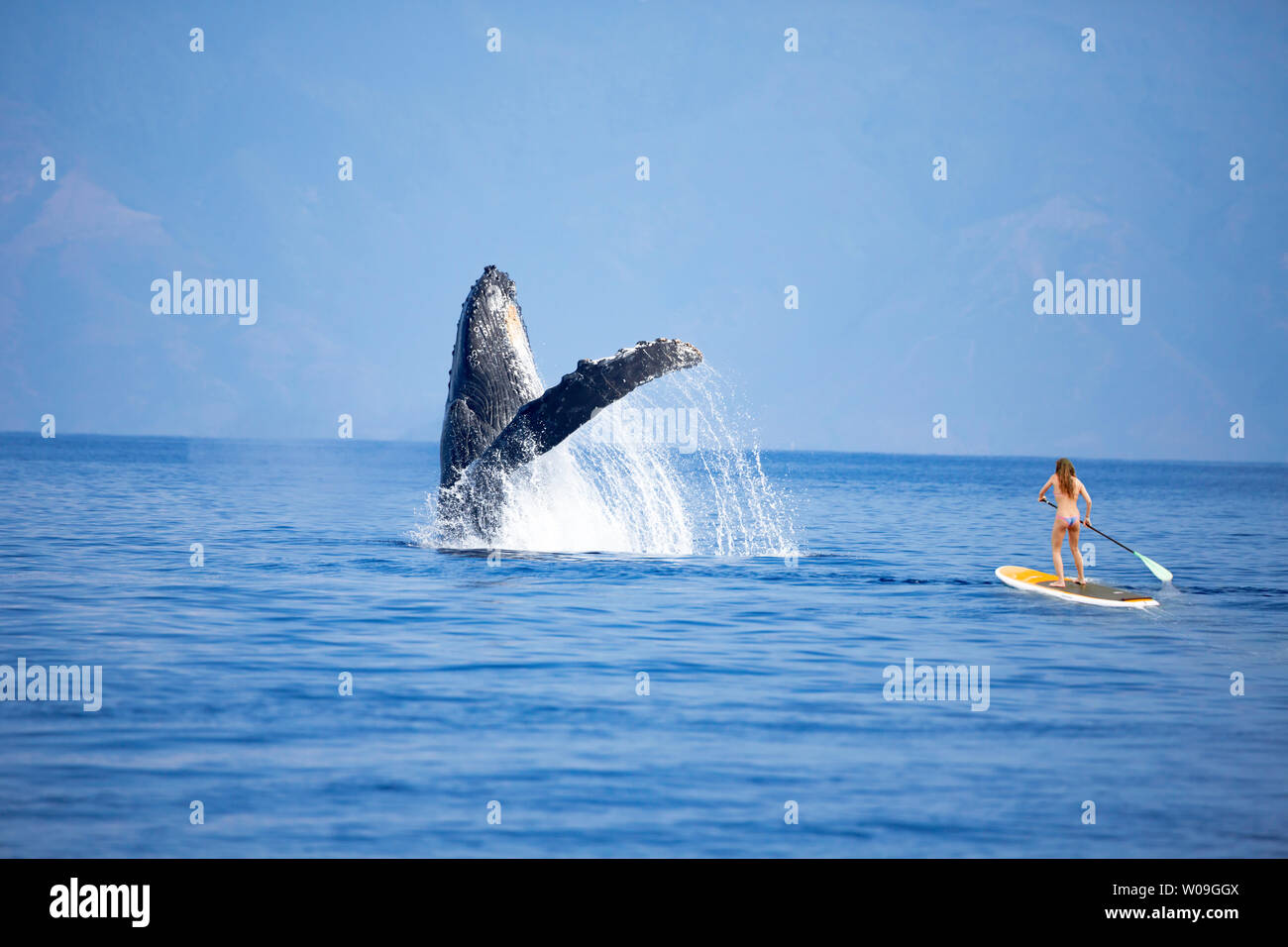 Girl (MR) on a standup paddle board gets a close look at a breaching
