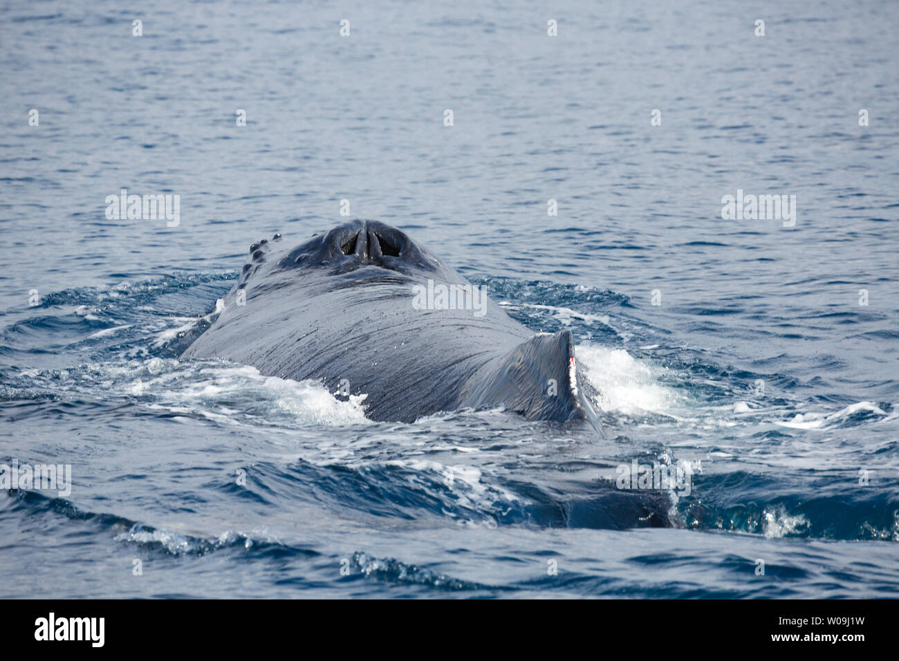 Fin whale blowhole hi-res stock photography and images - Alamy