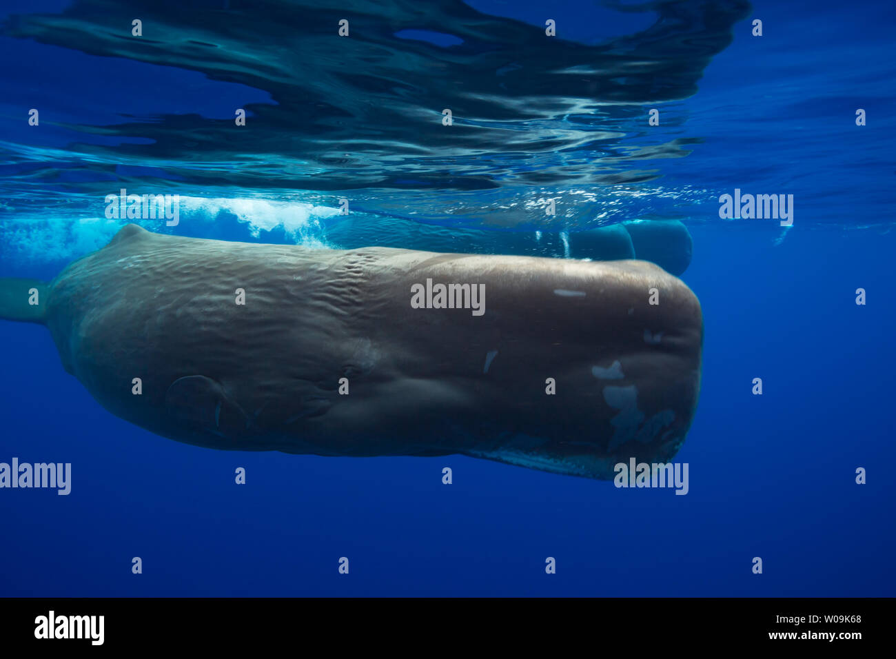 The sperm whale, Physeter macrocephalus, is the largest of all the toothed cetaceans.  Males can reach 60 feet in length.  These females were photogra Stock Photo