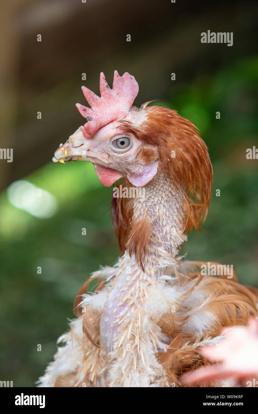 Rescue Hens roam free in their new free range back yard. Lohmann Brown breed Stock Photo