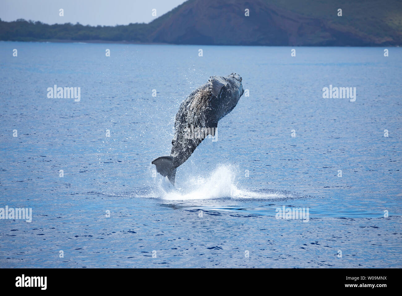 This breaching humpback whale, Megaptera novaeangliae, is completely out of the water, Hawaii. Stock Photo