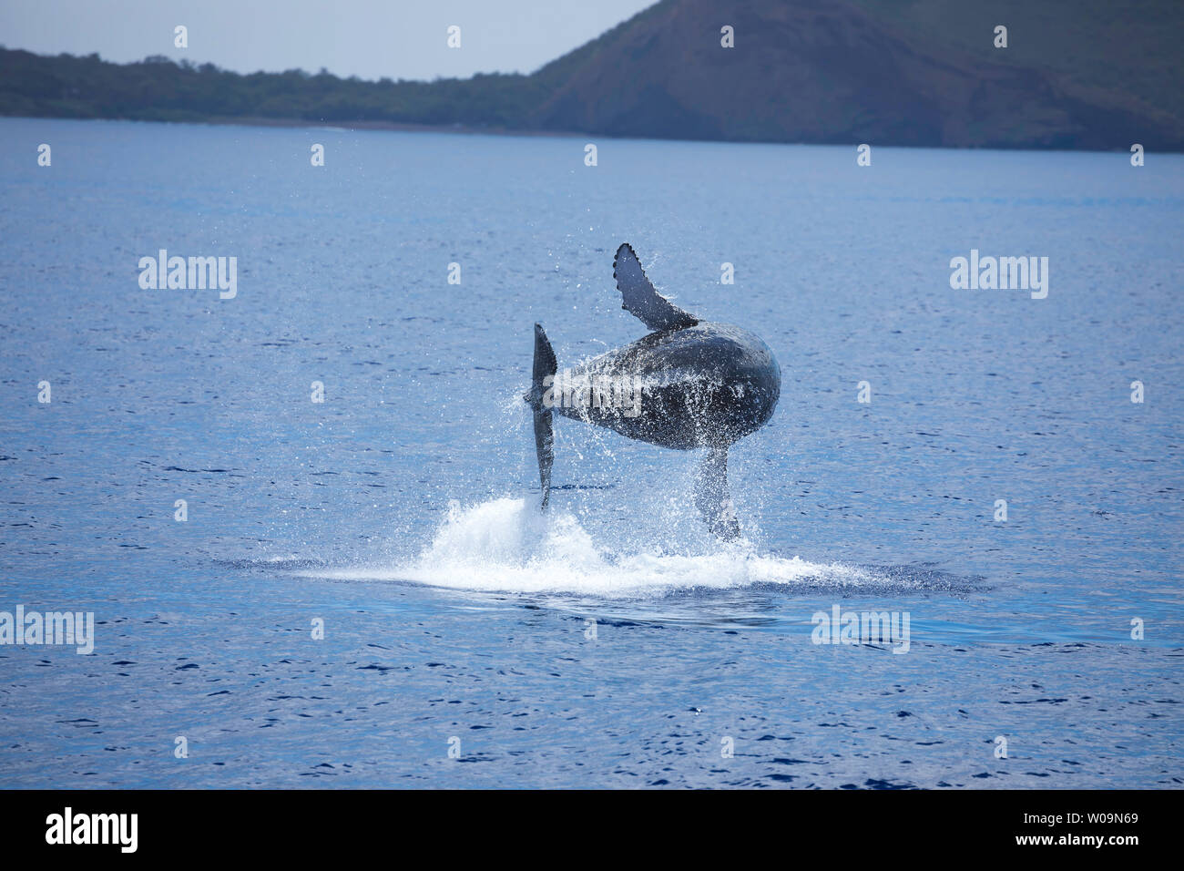 This breaching humpback whale, Megaptera novaeangliae, is completely out of the water, Hawaii. Stock Photo