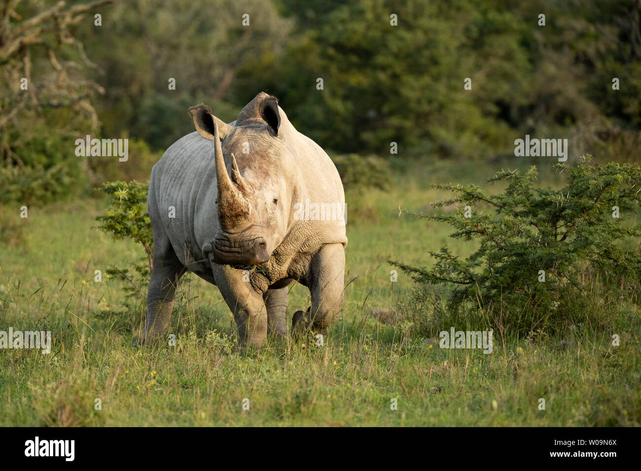 White rhinoceros, Ceratotherium simum, Amakhala Game Reserve, South Africa Stock Photo