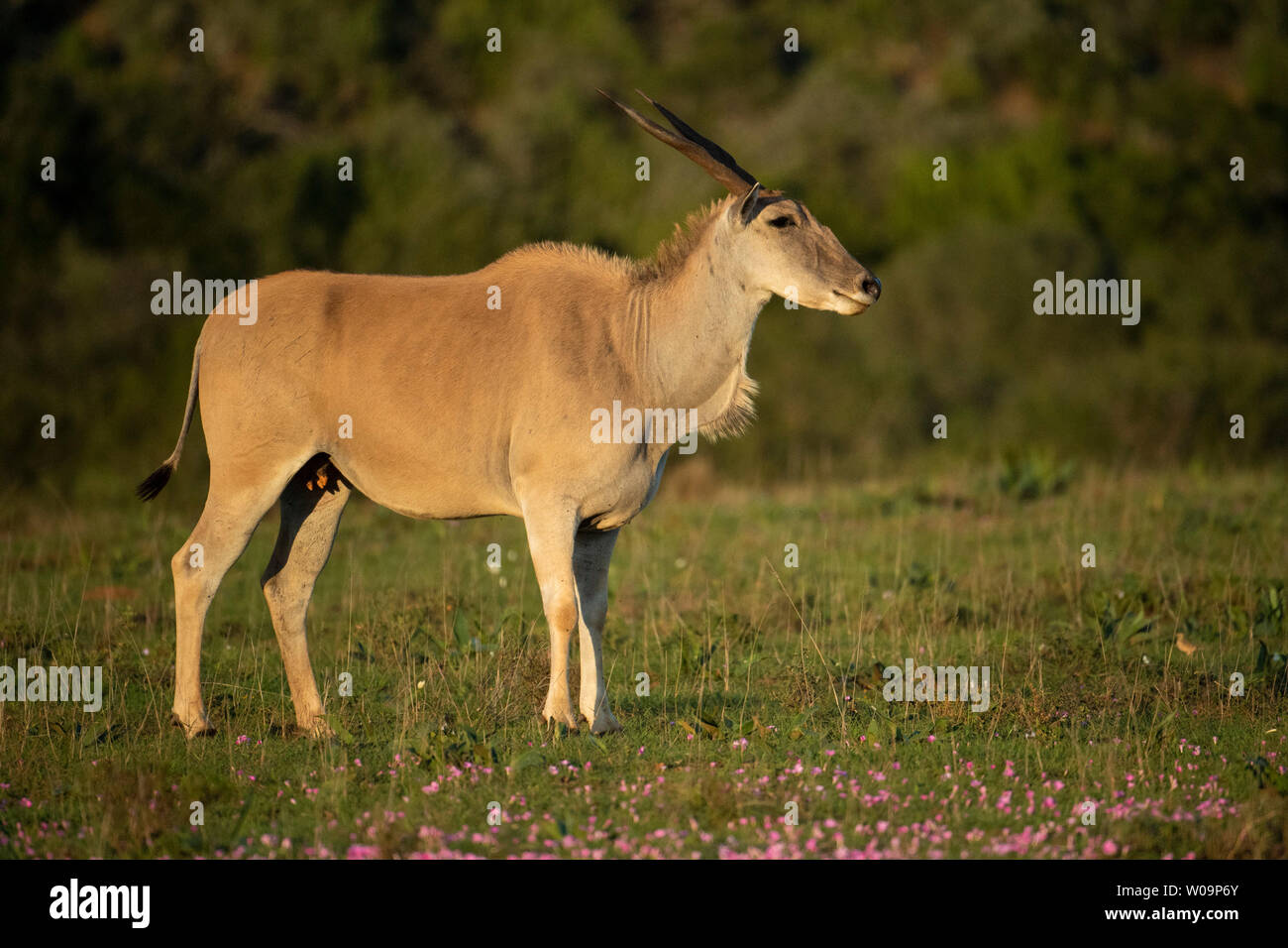 Common eland, Tragelaphus oryx, Amakhala Game Reserve, South Africa Stock Photo