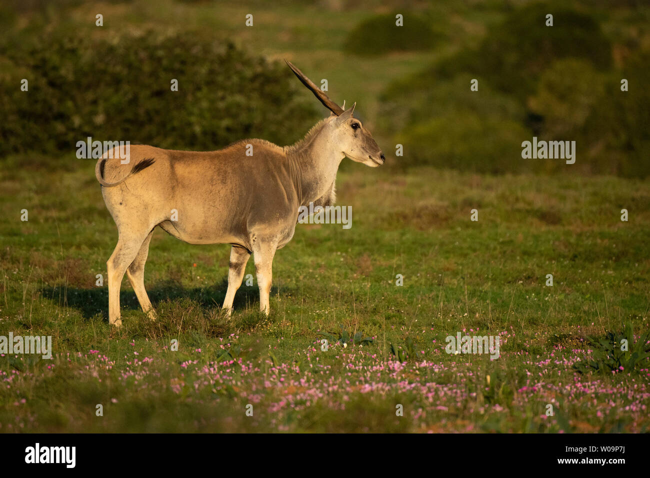 Common eland, Tragelaphus oryx, Amakhala Game Reserve, South Africa Stock Photo