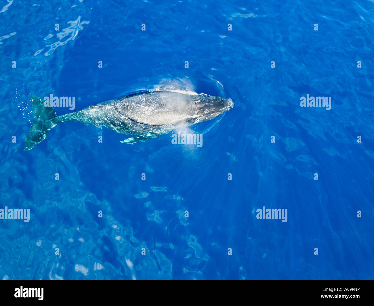 Megaptera An aerial view of a humpback whale, Megaptera novaeangliae, just below ...