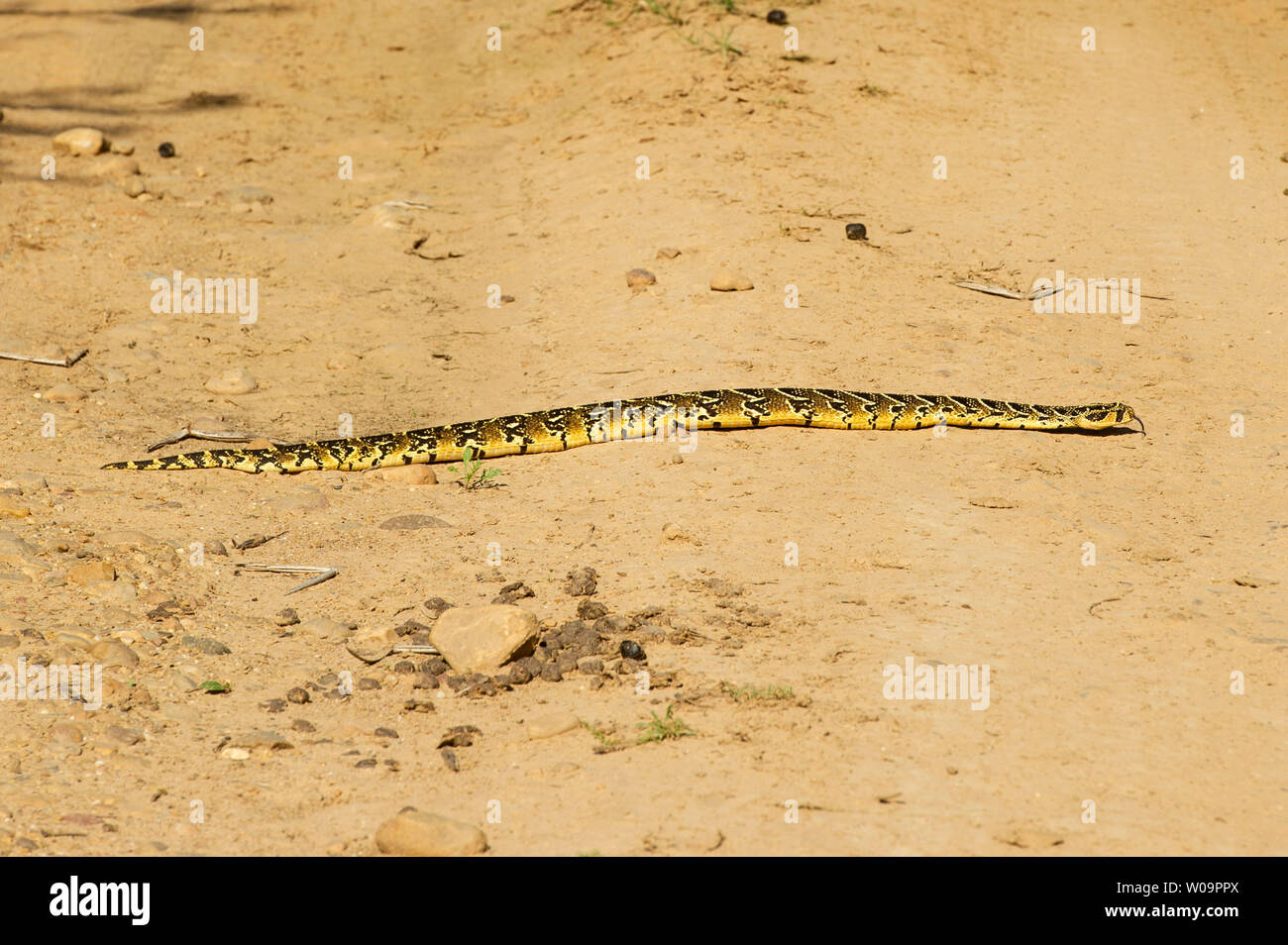 2.253 fotos de stock e banco de imagens de Snake Game - Getty Images