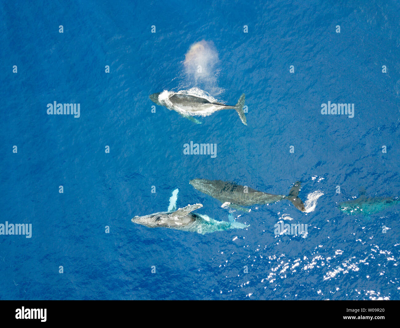 Blue whale calf aerial hi-res stock photography and images - Alamy