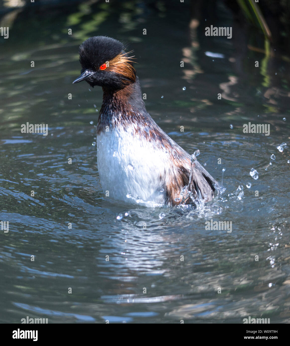 Black-necked Grebe (Podiceps nigricollis).Adult in breeding plumage displaying to its mate. Stock Photo