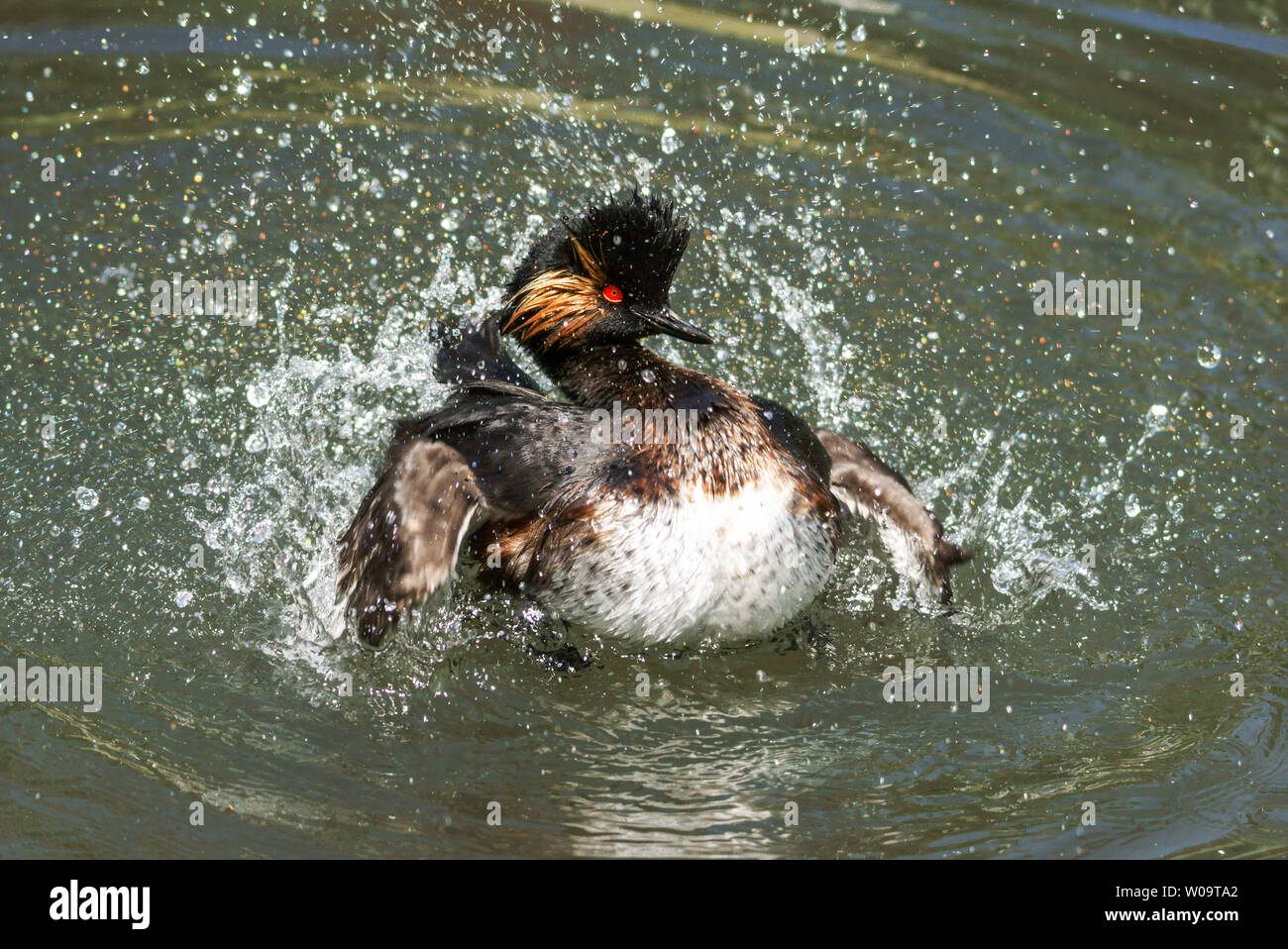 Black-necked Grebe (Podiceps nigricollis).Adult in breeding plumage displaying to its mate. Stock Photo