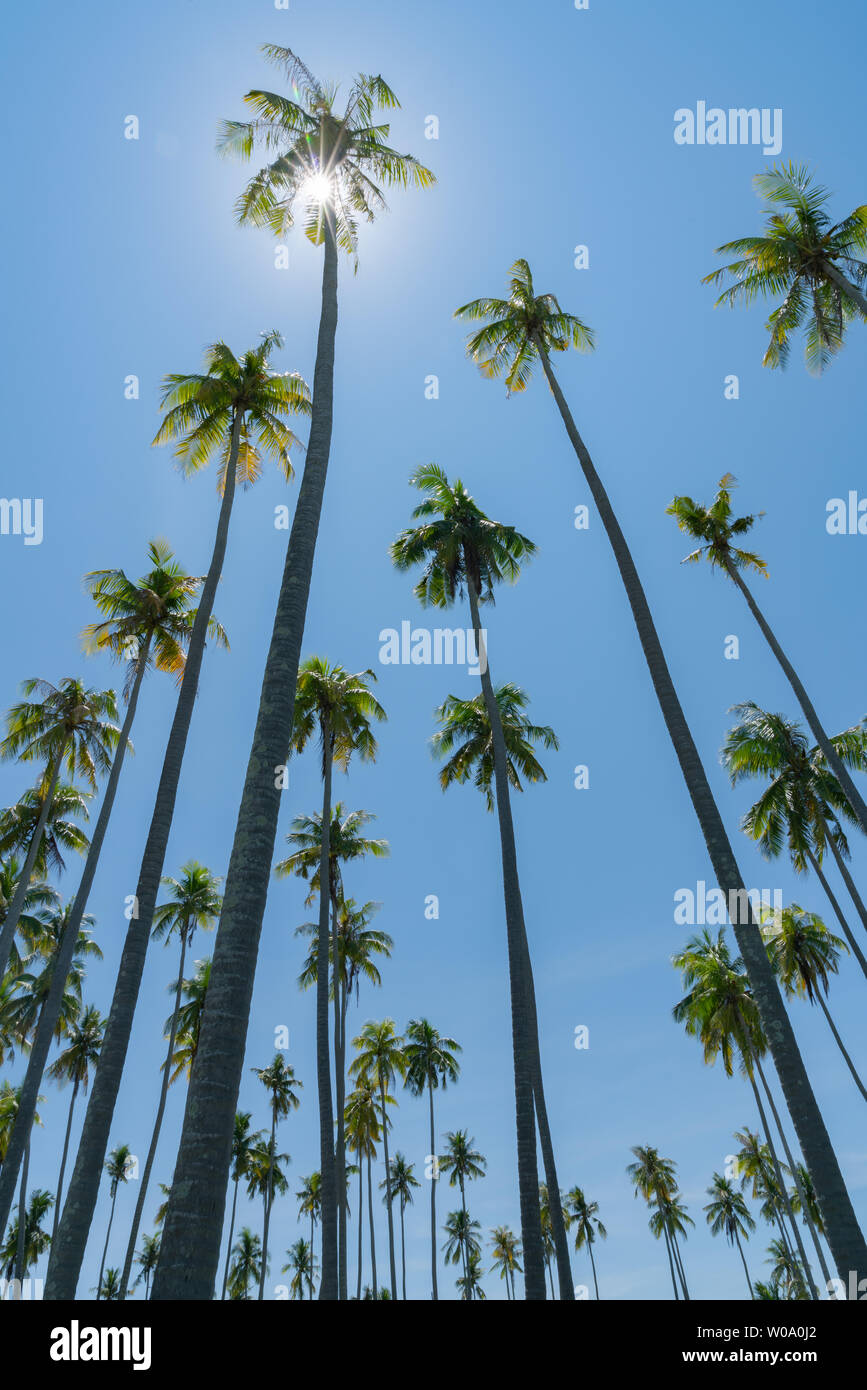Low point of view vertical composition tropical  coconut palms against blue sky and lens flare. Stock Photo