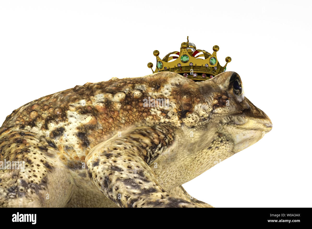 toad with crown isolated on white background 3d illustration Stock ...