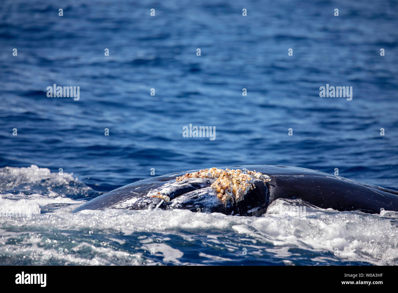 Acorn barnacles, Coronula diaderma, and goose neck barnacles, Conchorderma auritum, attached near the genital area of this male humpback whale, Megapt Stock Photo