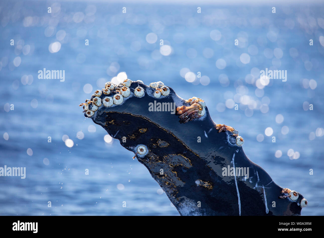 Acorn barnacles, Coronula diaderma, and goose neck barnacles, Conchorderma auritum, attached to the pectoral fin of a humpback whale, Megaptera novaea Stock Photo