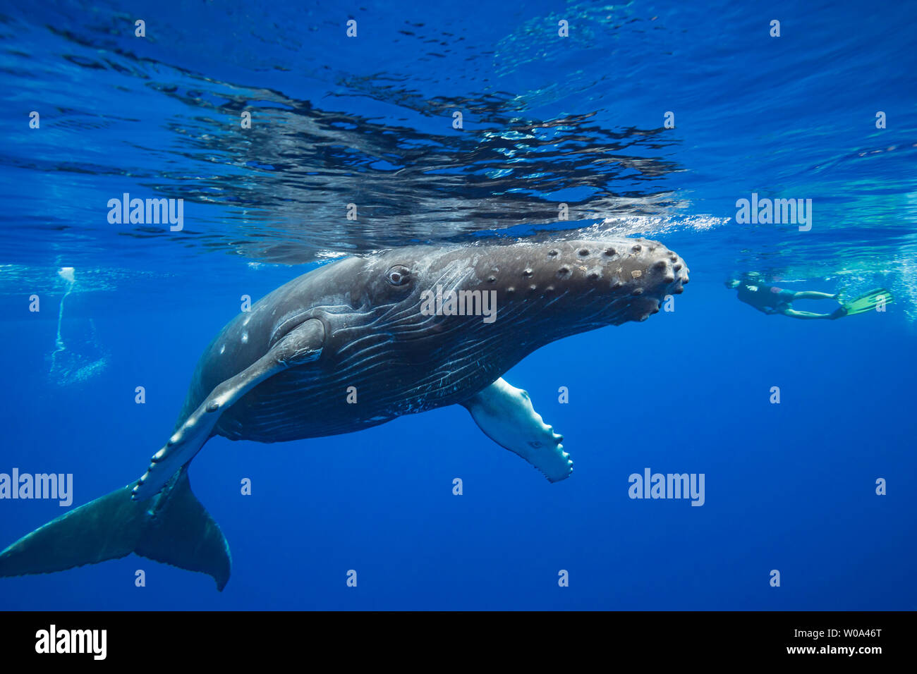 A snorkler (MR) and a young humpback whale, Megaptera novaeangliae, Hawaii. Stock Photo