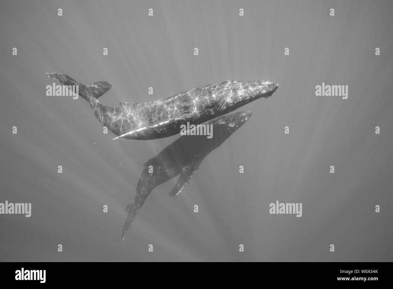 Humpback whales, Megaptera novaeangliae, underwater, Hawaii. Stock Photo