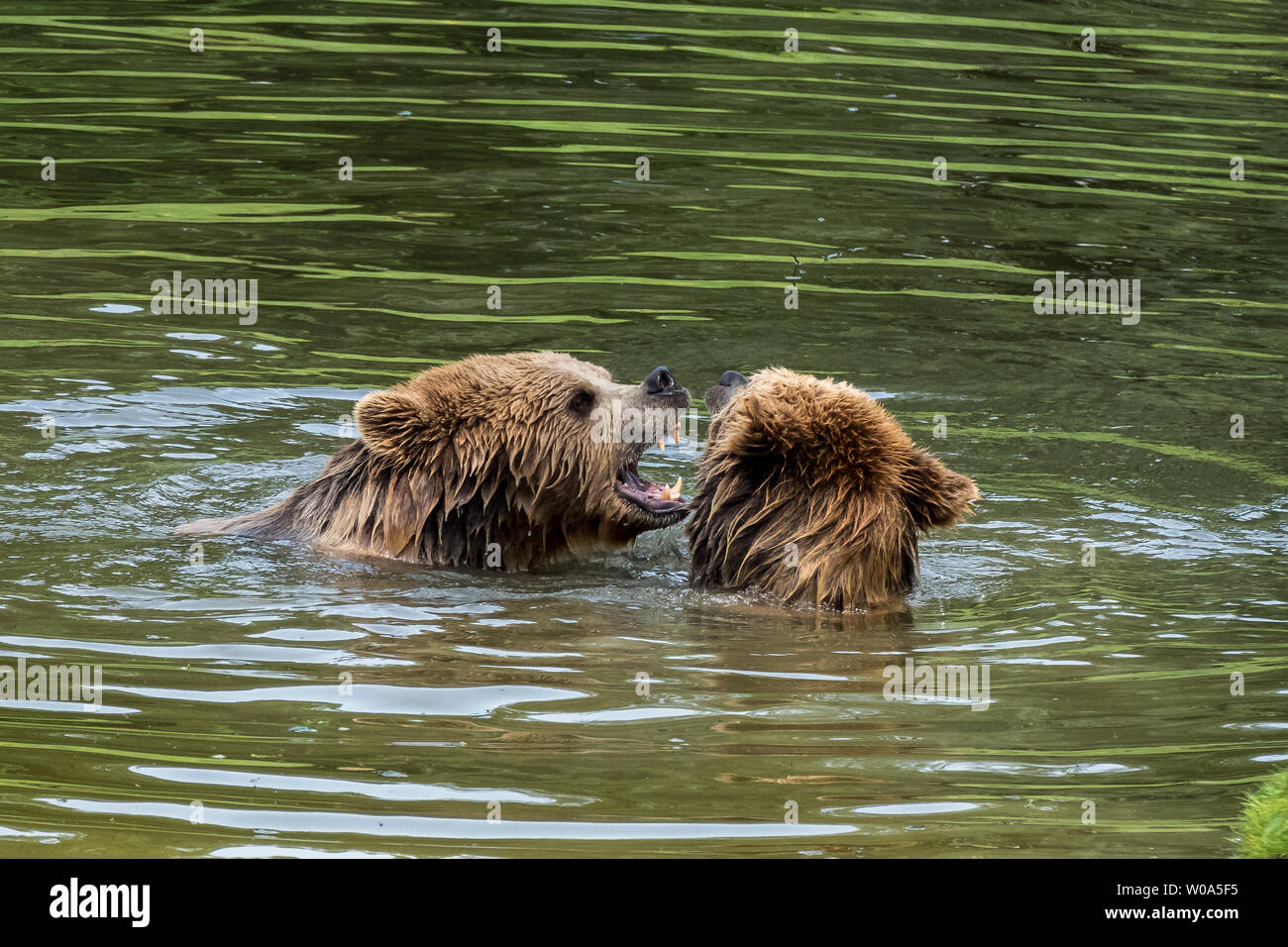 European brown bear, ursus arctos in a park in germany Stock Photo - Alamy