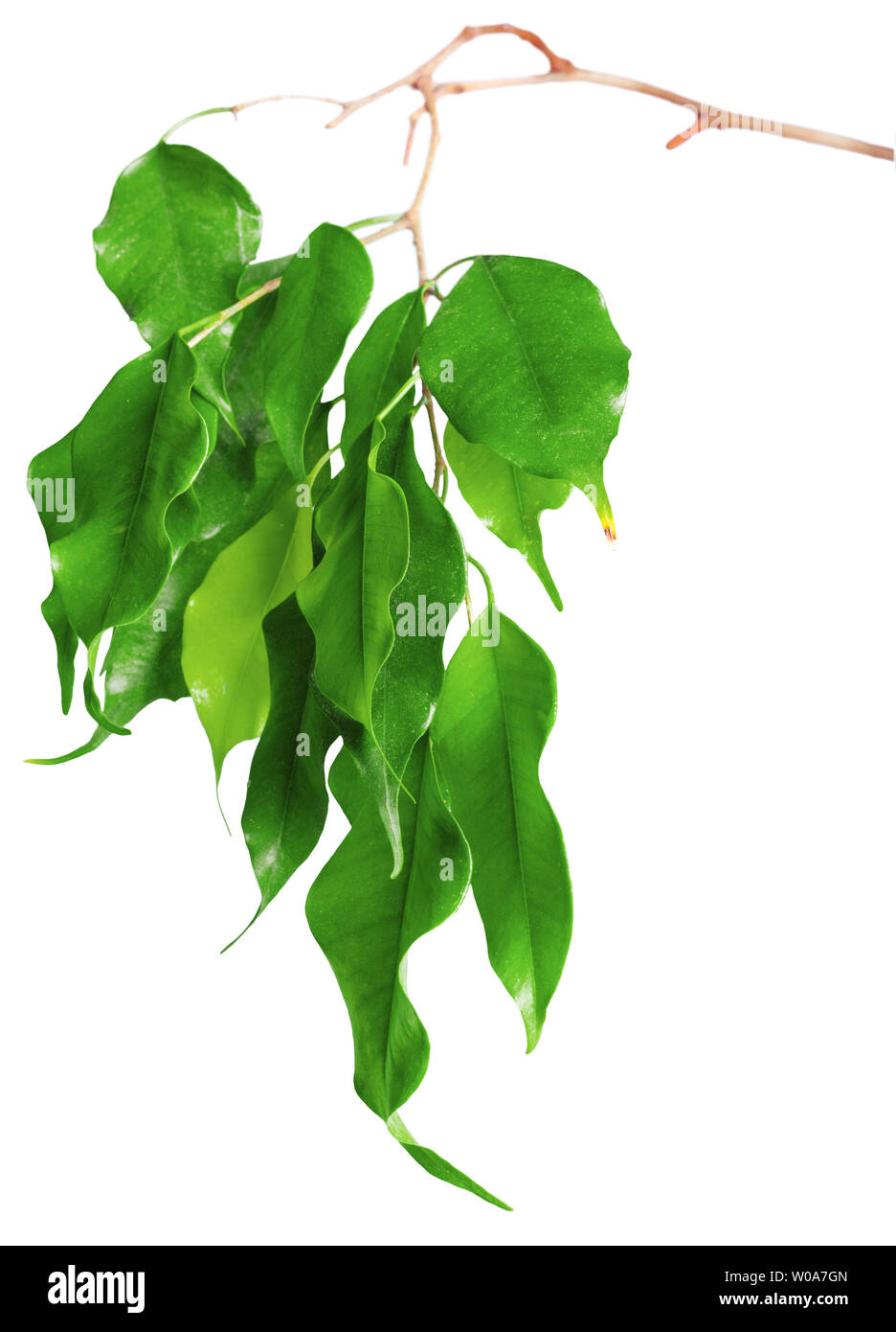 Leaves isolated on white background Stock Photo - Alamy