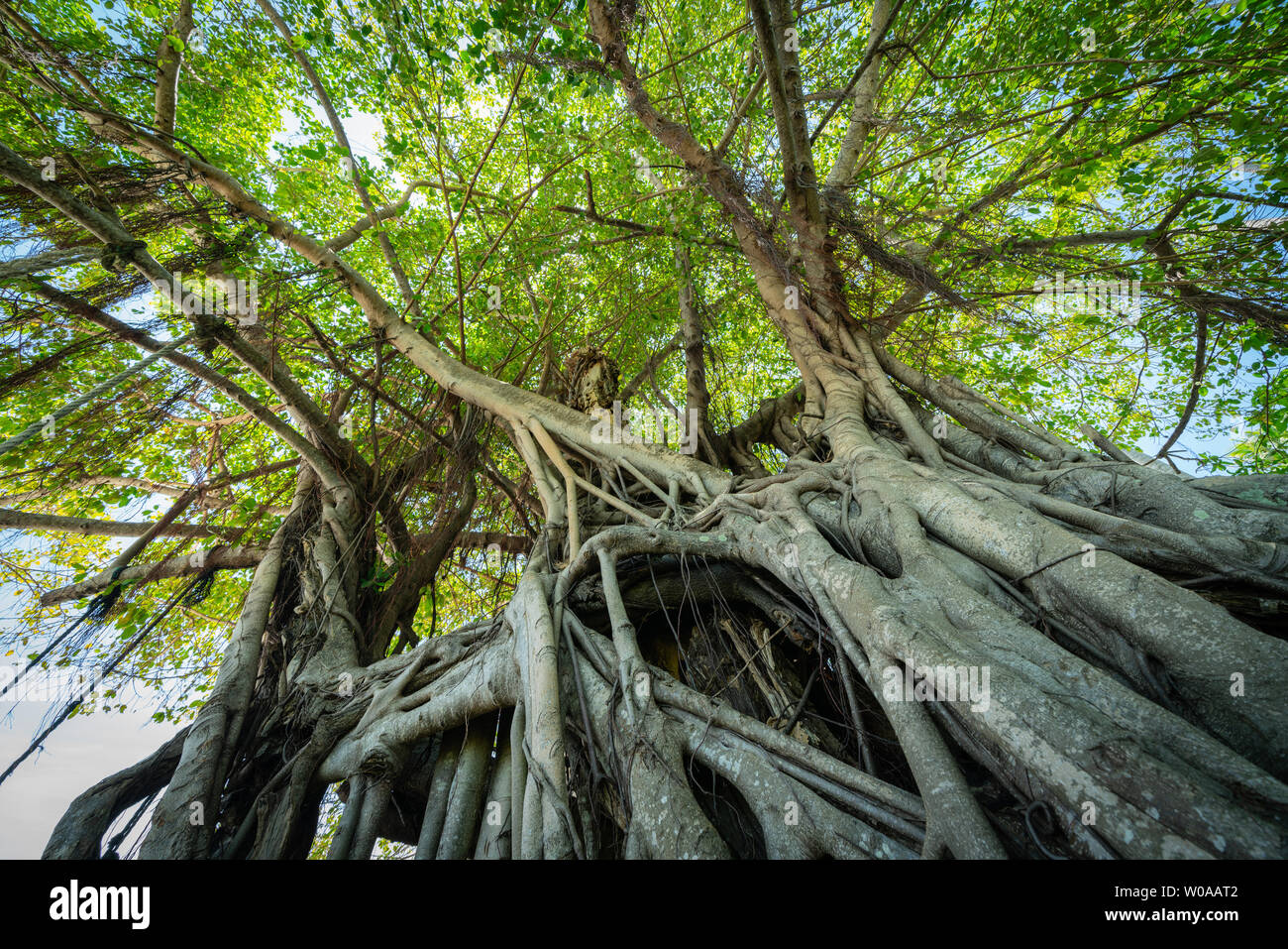 Strangle fig tree parastically ecompassing its host Stock Photo