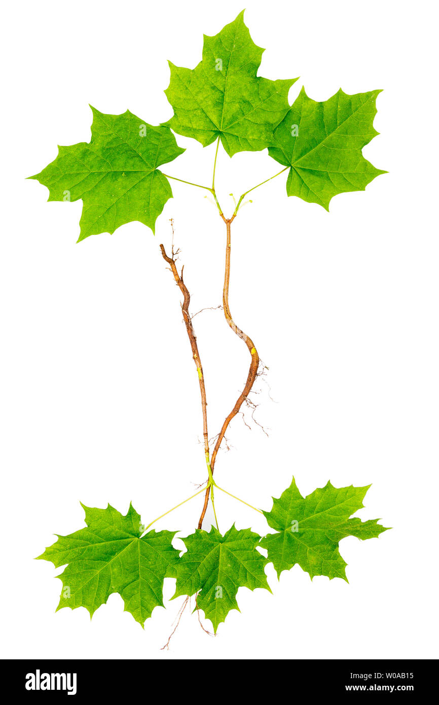Young maple trees with roots isolated on white background. Stock Photo