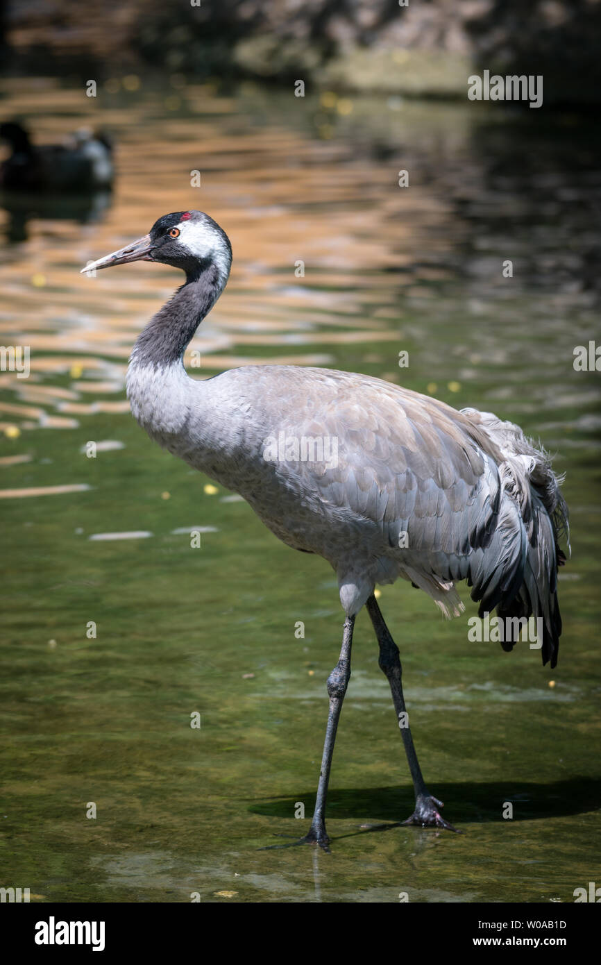 Birds wild animals no man nature animals hi-res stock photography and images - Alamy Birds wild animals no man nature animals hi-res stock photography and images - Alamy