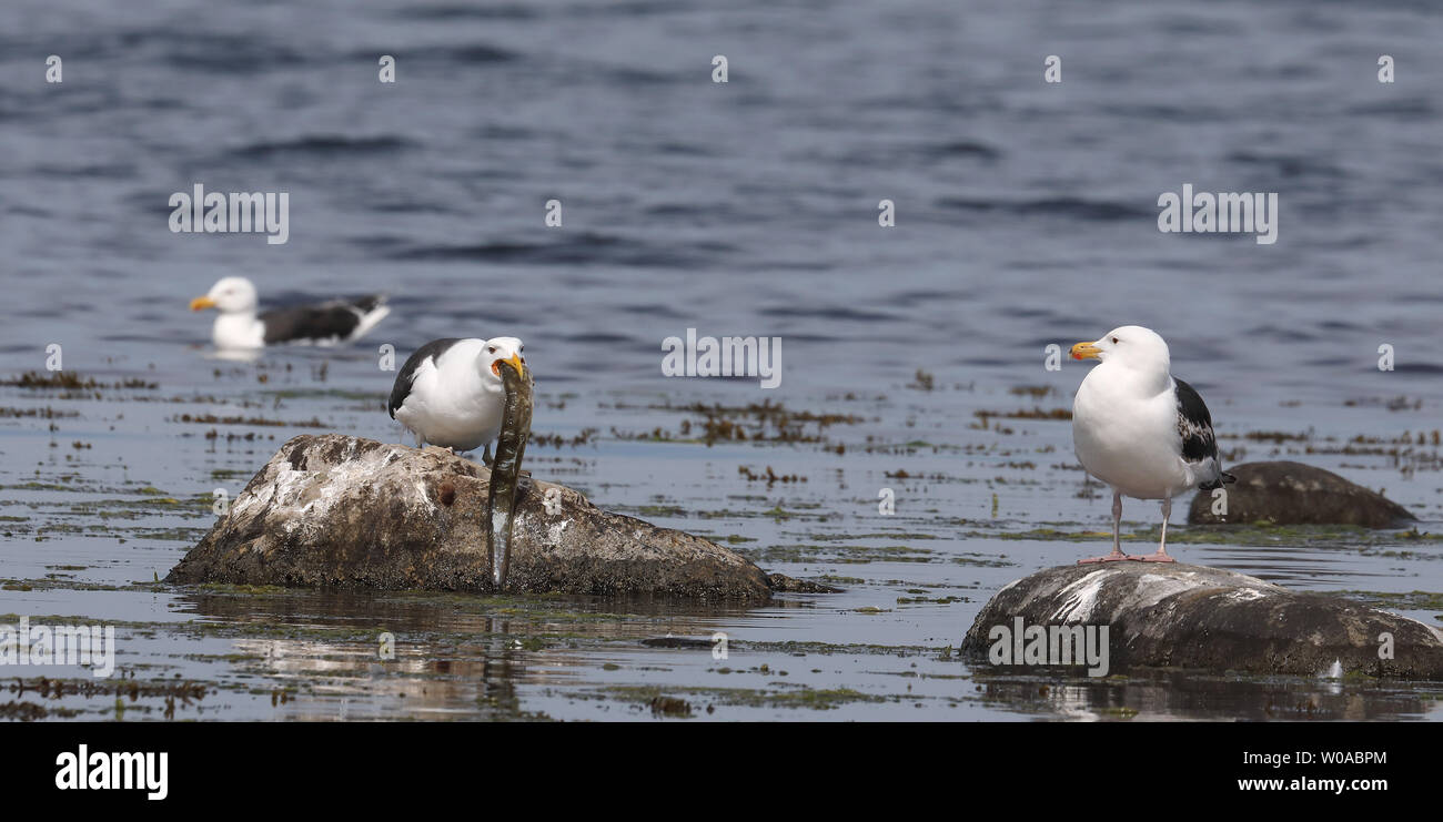 Great black-backed gull swallowing eel Stock Photo