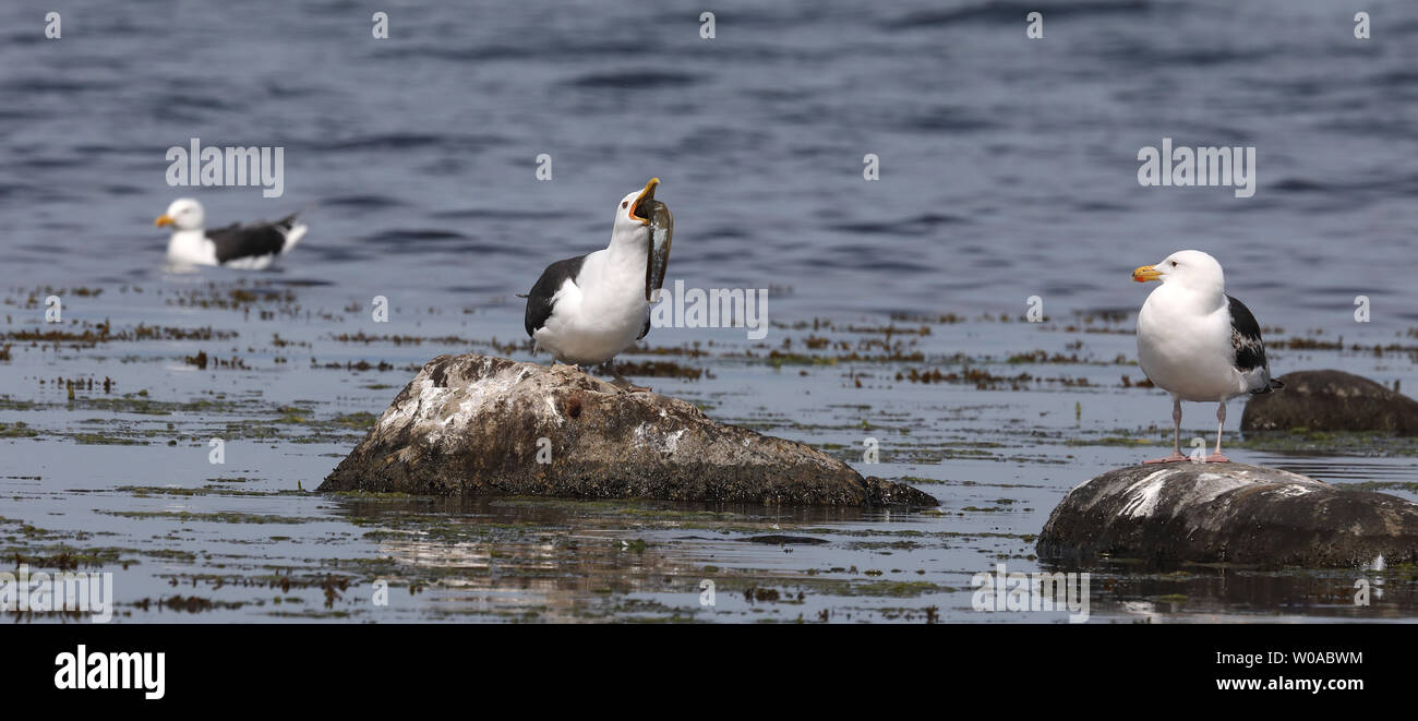 Great black-backed gull swallowing eel Stock Photo