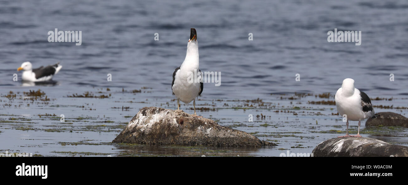 Great black-backed gull swallowing eel Stock Photo