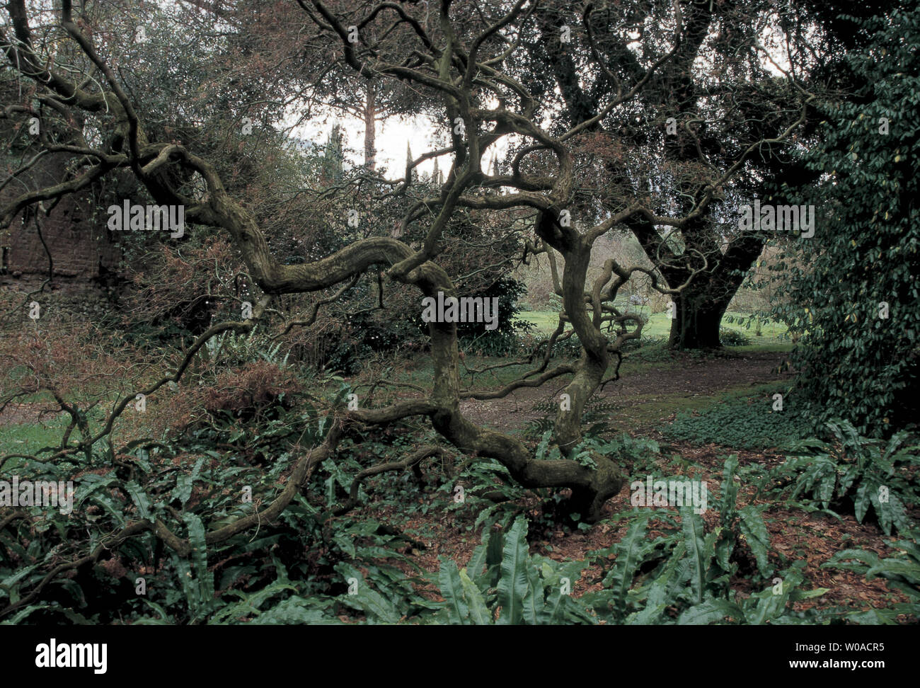 italy, latina, cisterna, trees in ninfa gardens Stock Photo
