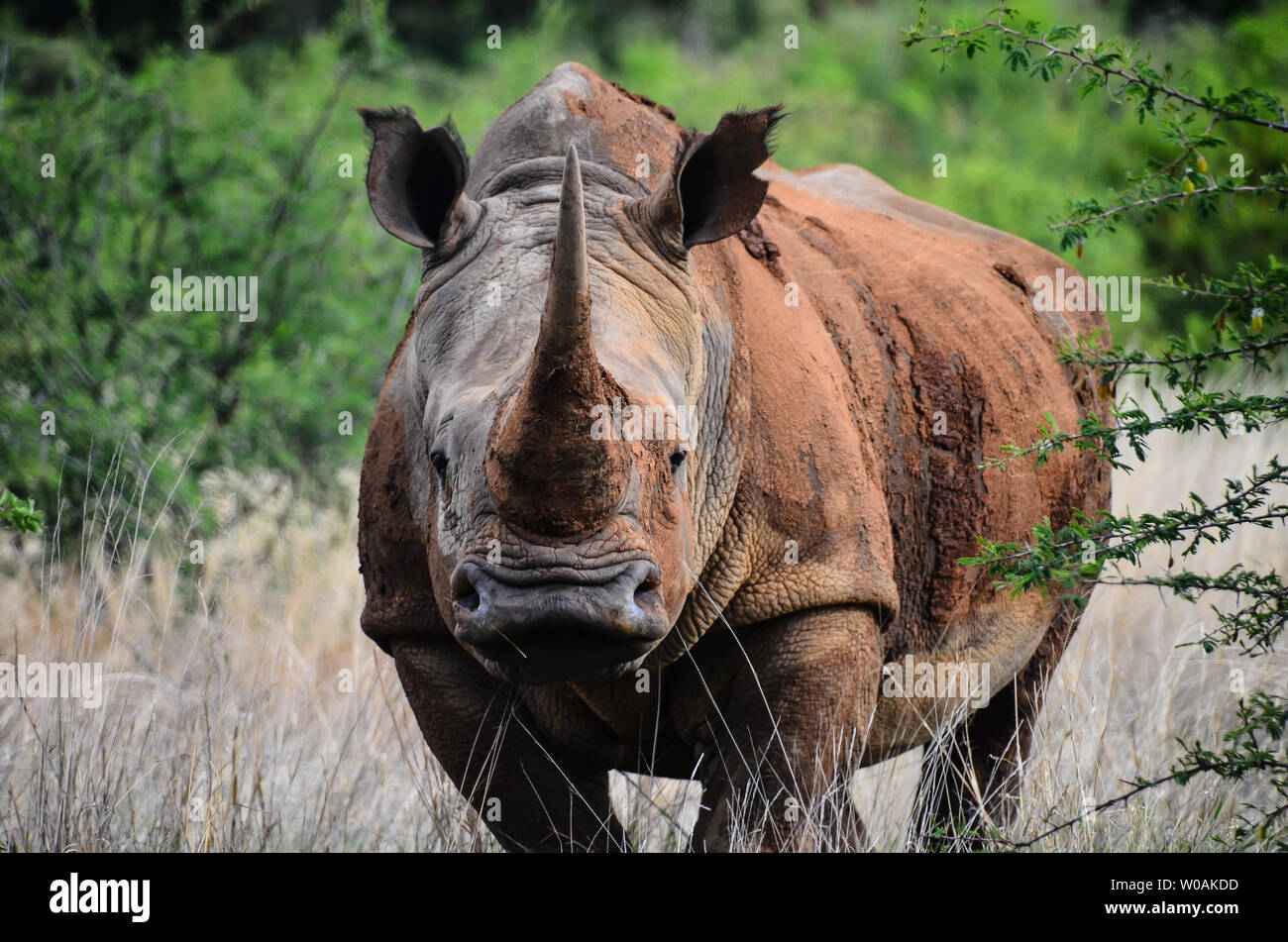 Rhino ready to charge Stock Photo