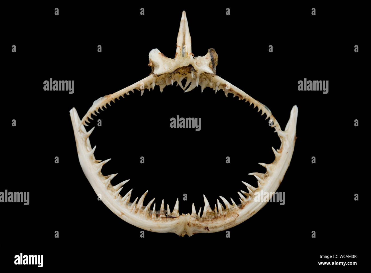 Lower jaw upper jaw hires stock photography and images Alamy