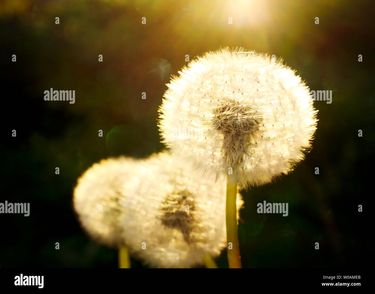 Sunlight shining through dandelion seed heads. Stock Photo
