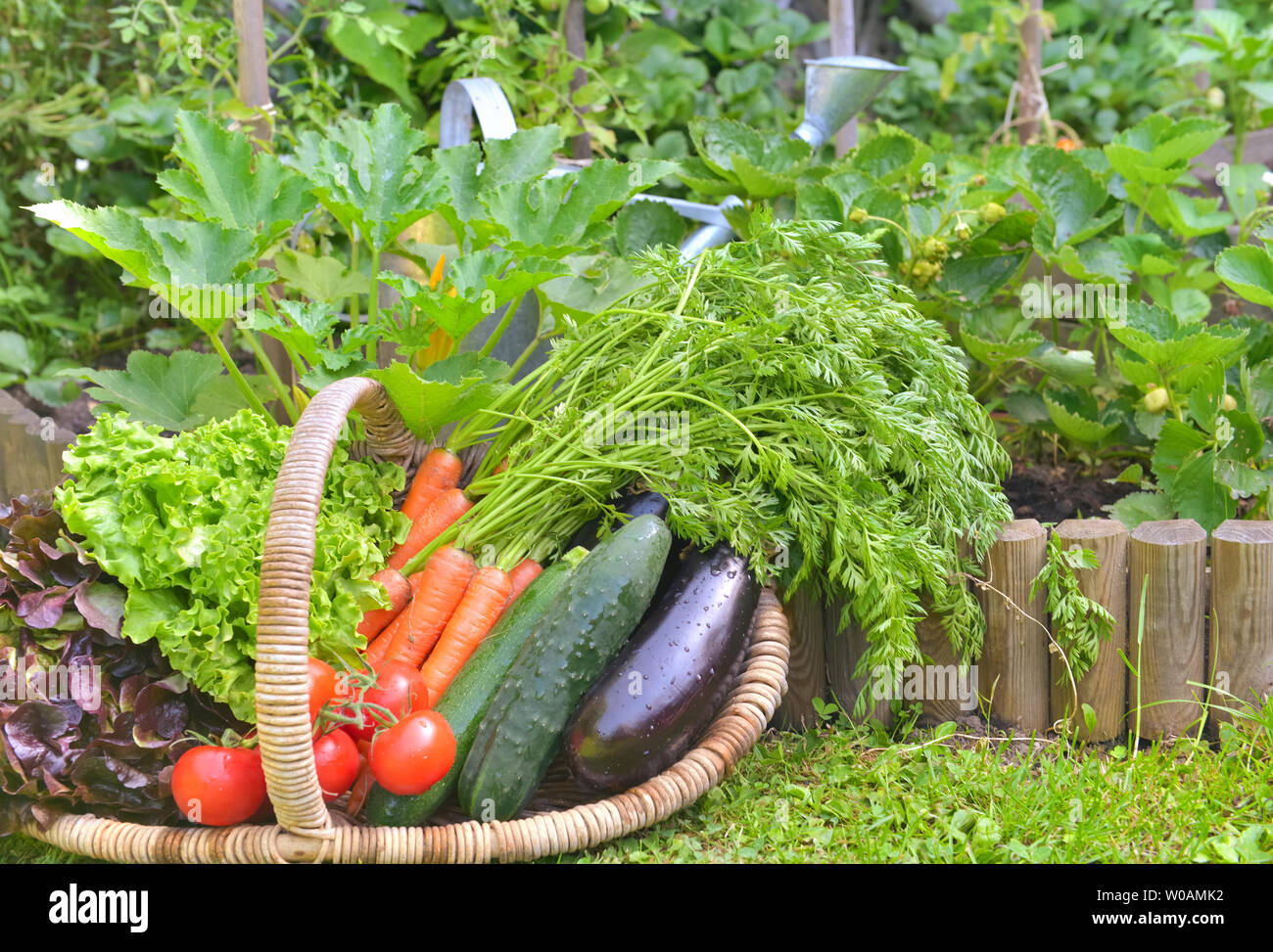 basket full of fresh vegetables in front of a vegatable garden Stock ...