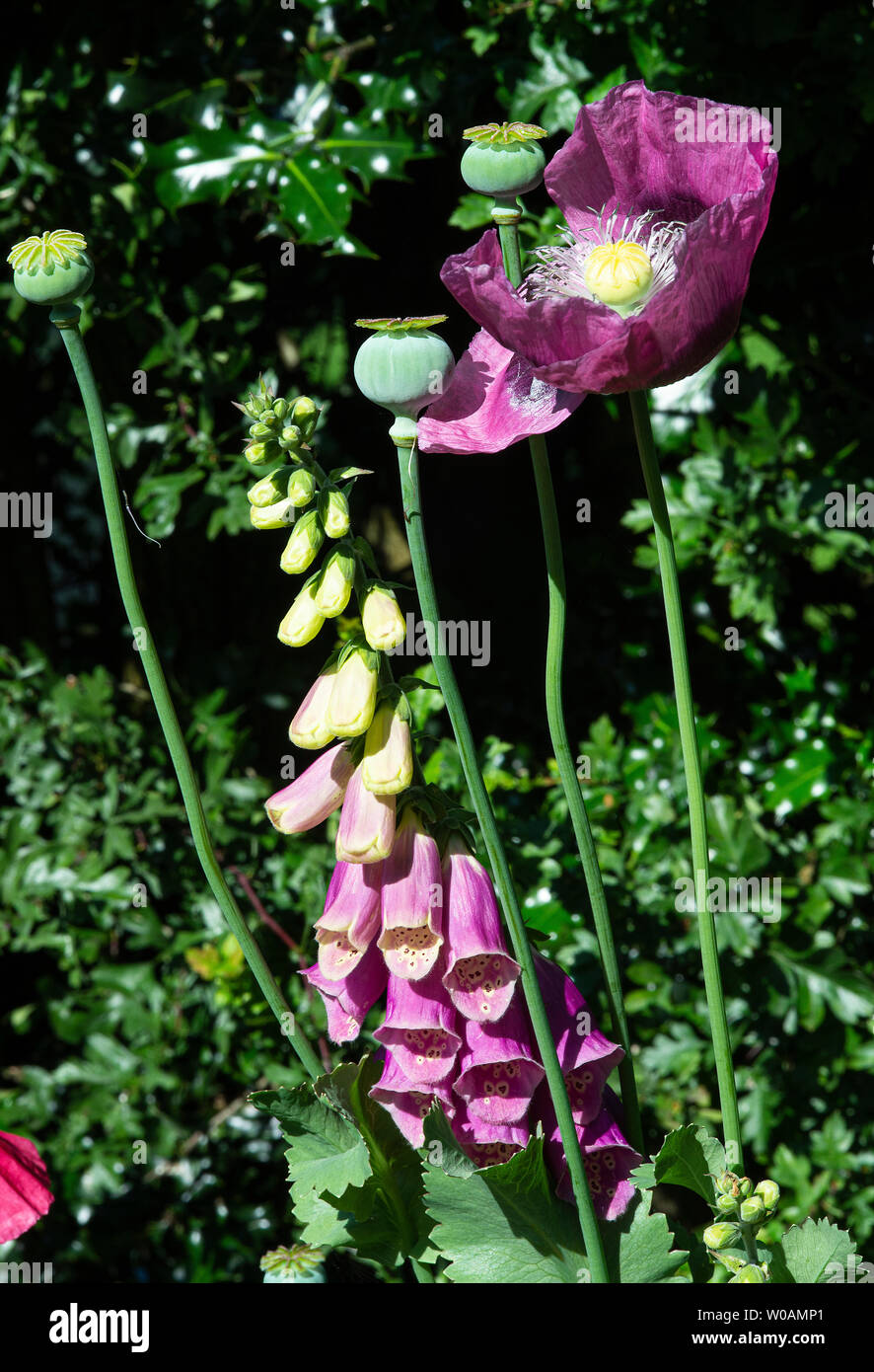 Foxgloves, Opium Poppies with Poppy Seed-heads and a Hawthorn Hedge Background in a Wild Garden in Alsager Cheshire England United Kingdom UK Stock Photo