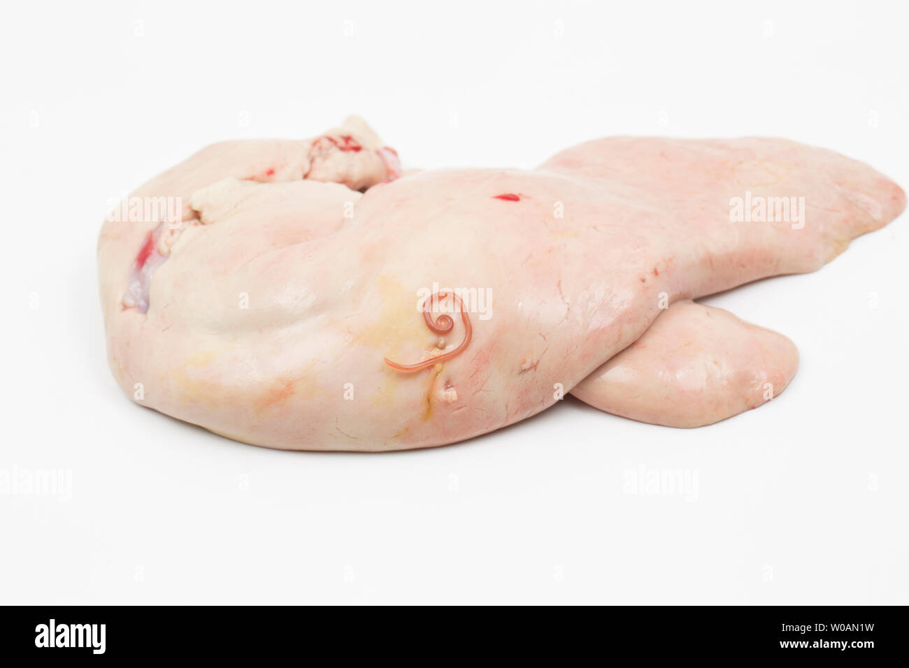 The raw liver of a monkfish, or anglerfish, Lophius piscatorius, caught trawling in the English Channel. The liver is popular in some parts of the wor Stock Photo