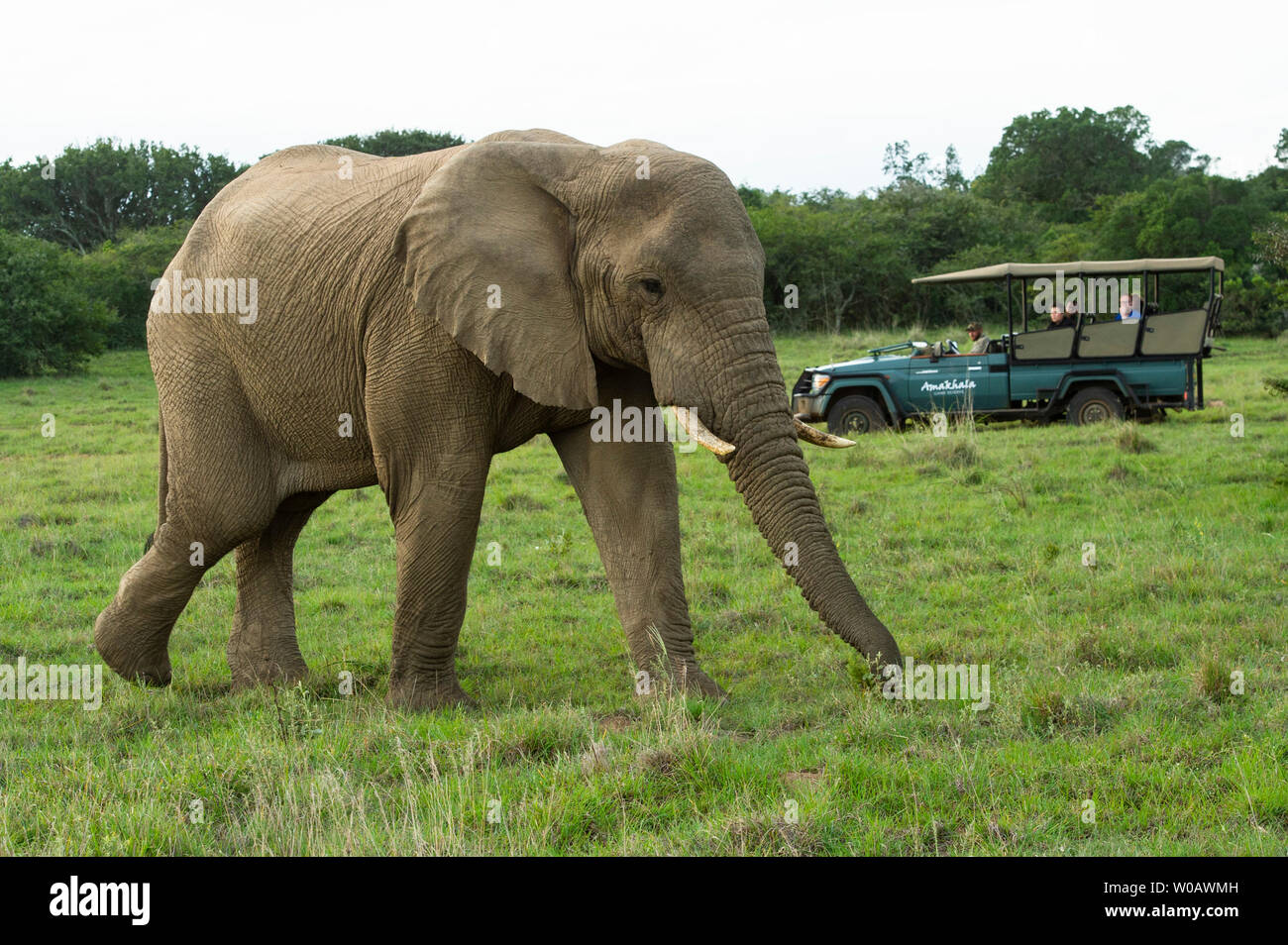 Game drive vehicle with African elephant, Loxodonta africana africana, Amakhala Game Reserve, South Africa Stock Photo