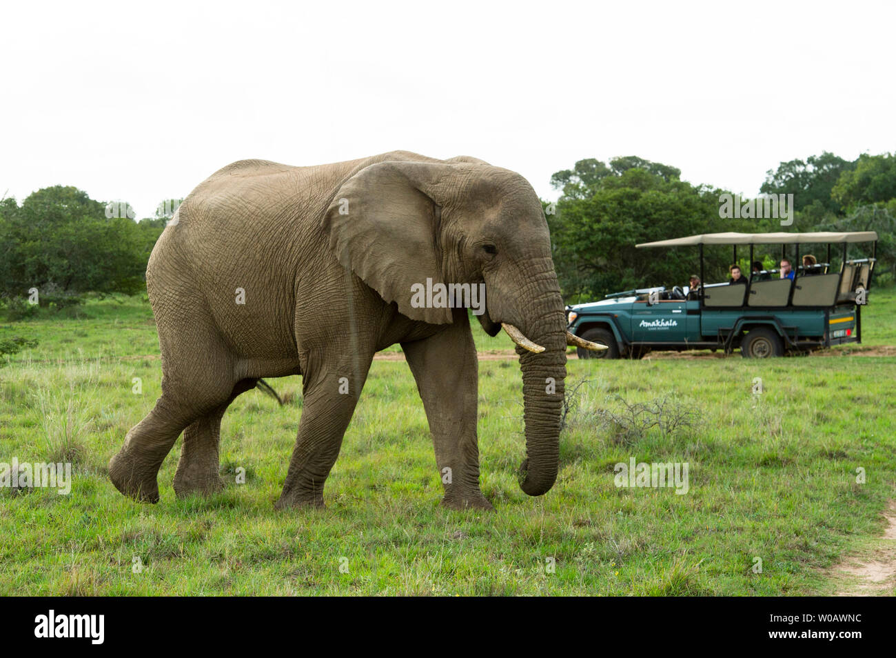 Game drive vehicle with African elephant, Loxodonta africana africana, Amakhala Game Reserve, South Africa Stock Photo