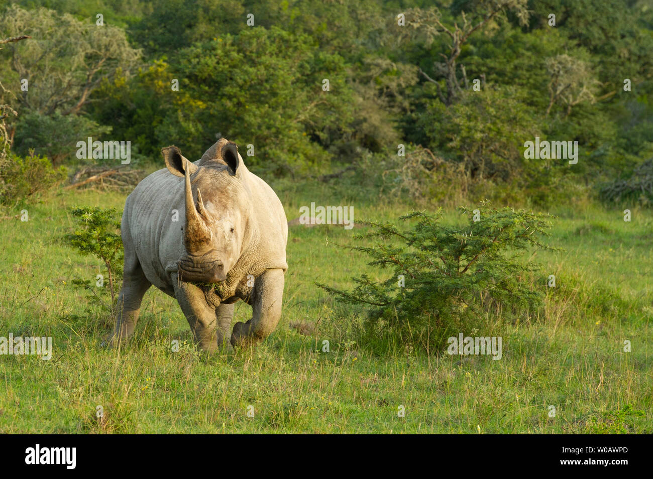 White rhinoceros, Ceratotherium simum, Amakhala Game Reserve, South Africa Stock Photo