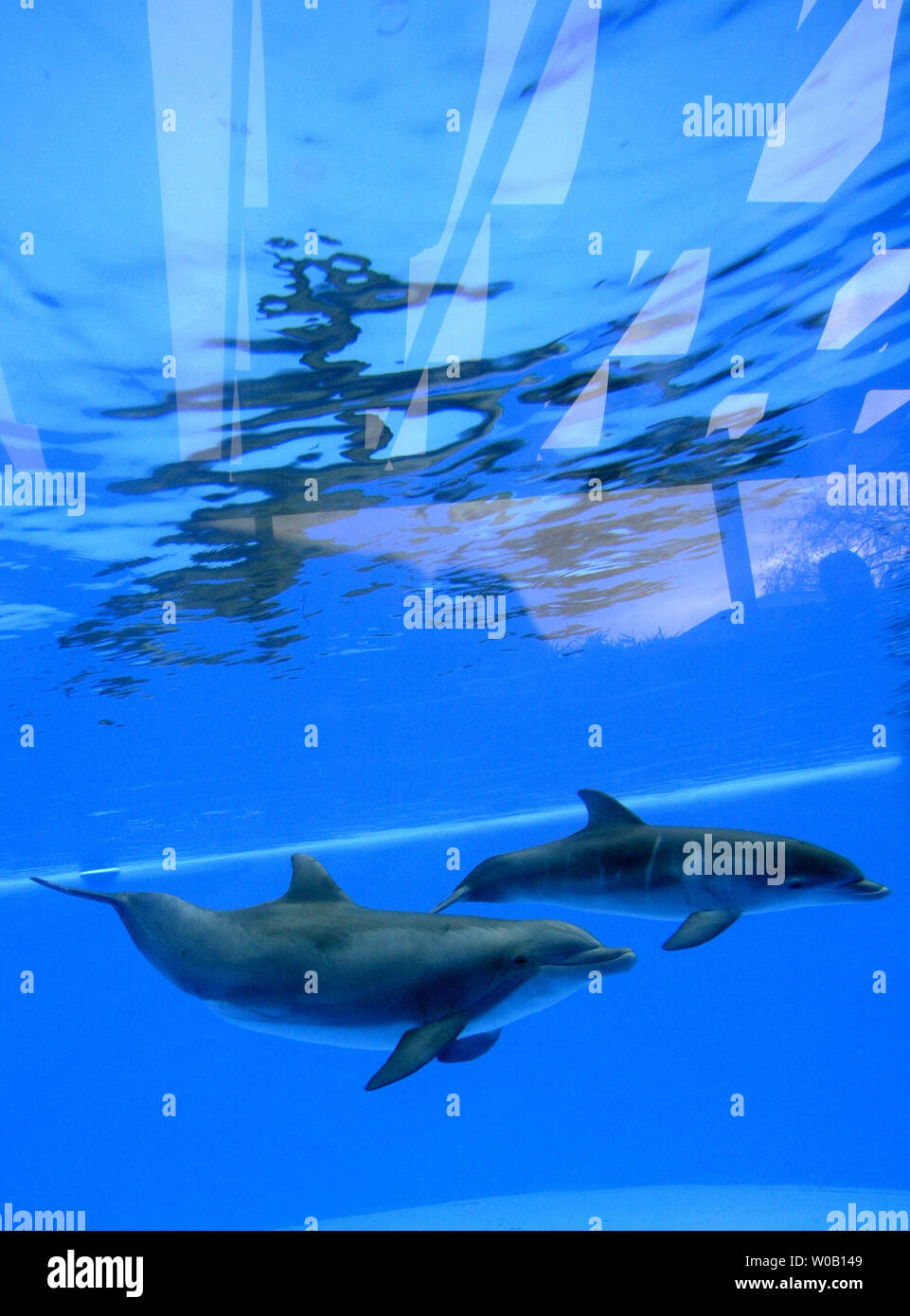 Atlantic bottlenose dolphin, calf Mavrick, swims with his mother, 28-year-old Chelsea, during his first viewing by the media at the Dolphin Discovery area in Six Flags Discovery Kingdom, Vallejo, California, on January 24, 2008.  Mavrick was born on   November 5, 2007.  (UPI Photo/Ken James) Stock Photo