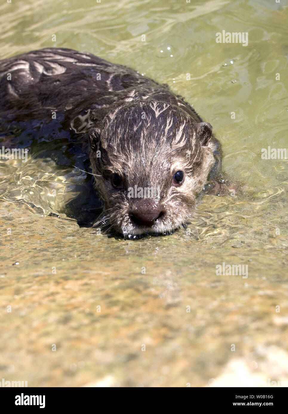 Sidney, a three-month-old male Asian small-clawed otter, explores an empty tiger enclosure, at Six Flags Discovery Kingdom, Vallejo, California, on July 23, 2009.  (UPI Photo/Ken James) Stock Photo