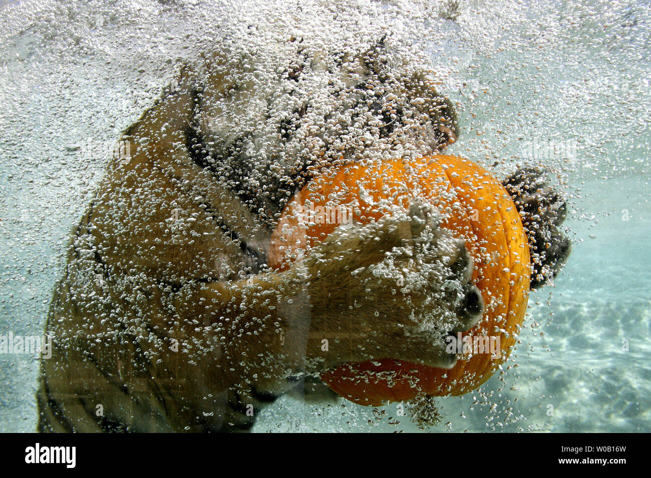 Akasha Stock Photos Akasha Stock Images Alamy - 