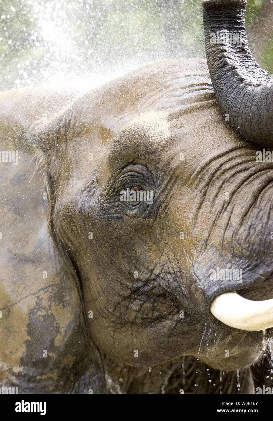 Valerie, an African elephant, cools off under the elephant shower, at Six Flags Discovery Kingdom, Vallejo, California, on July 23, 2009.  (UPI Photo/Ken James) Stock Photo