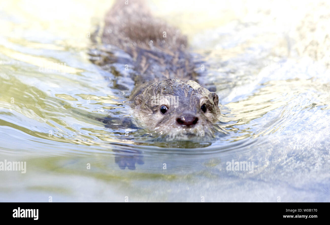 Sidney, a three-month-old male Asian small-clawed otter, explores an empty tiger enclosure, at Six Flags Discovery Kingdom, Vallejo, California, on July 23, 2009.  (UPI Photo/Ken James) Stock Photo