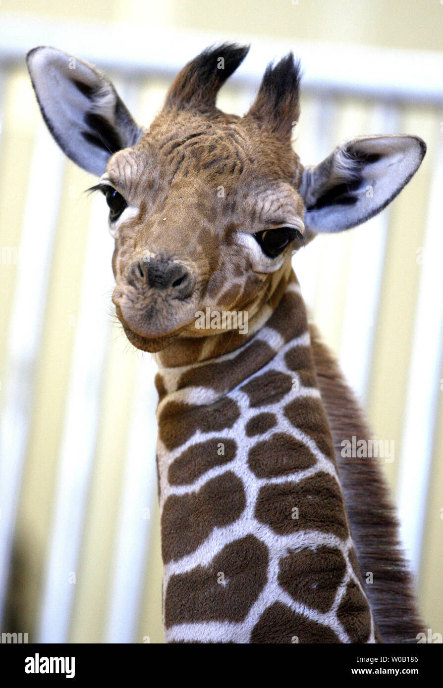 Six Flags Discovery Kingdom's newest edition, a 145-lb., approximately 5-foot 10-inch inch tall male giraffe calf born on December 14, at Six Flags Discovery Kingdom, Vallejo, California, on December 23, 2009.    UPI/Ken James Stock Photo