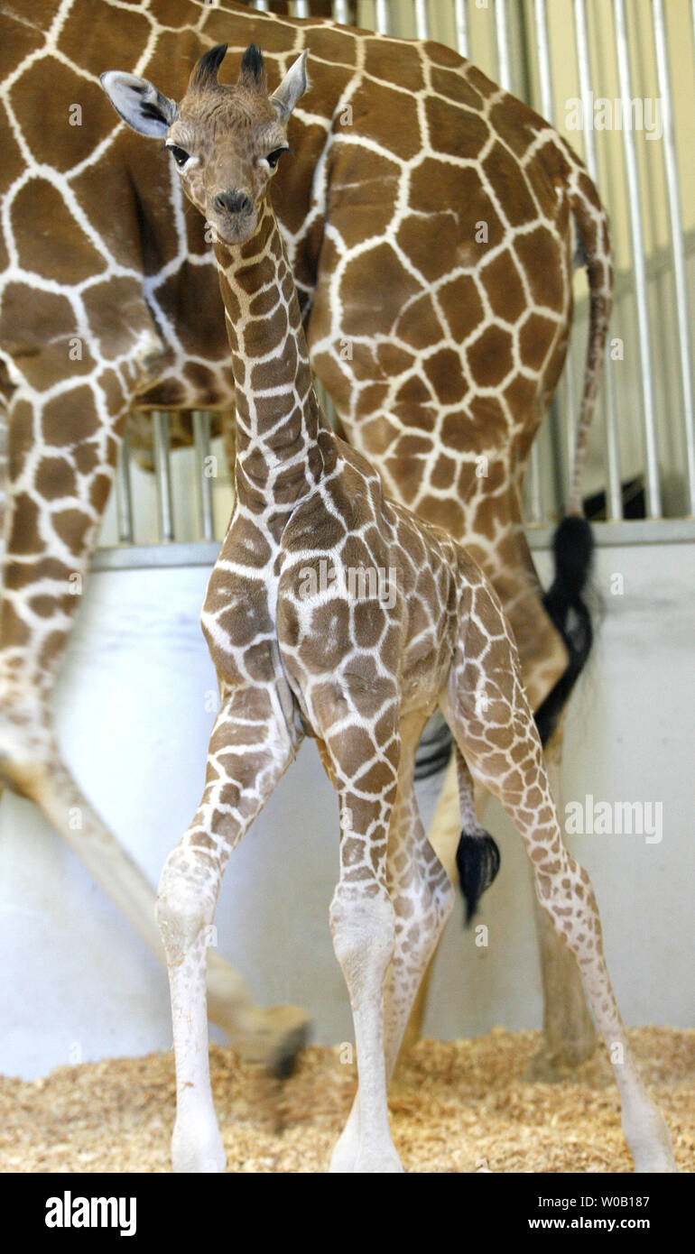 Six Flags Discovery Kingdom's newest edition, a 145-lb., approximately 5-foot 10-inch inch tall male giraffe calf born on December 14,  is pictured with his four-year-old mother Makali at Six Flags Discovery Kingdom, Vallejo, California, on December 23, 2009.    UPI/Ken James Stock Photo