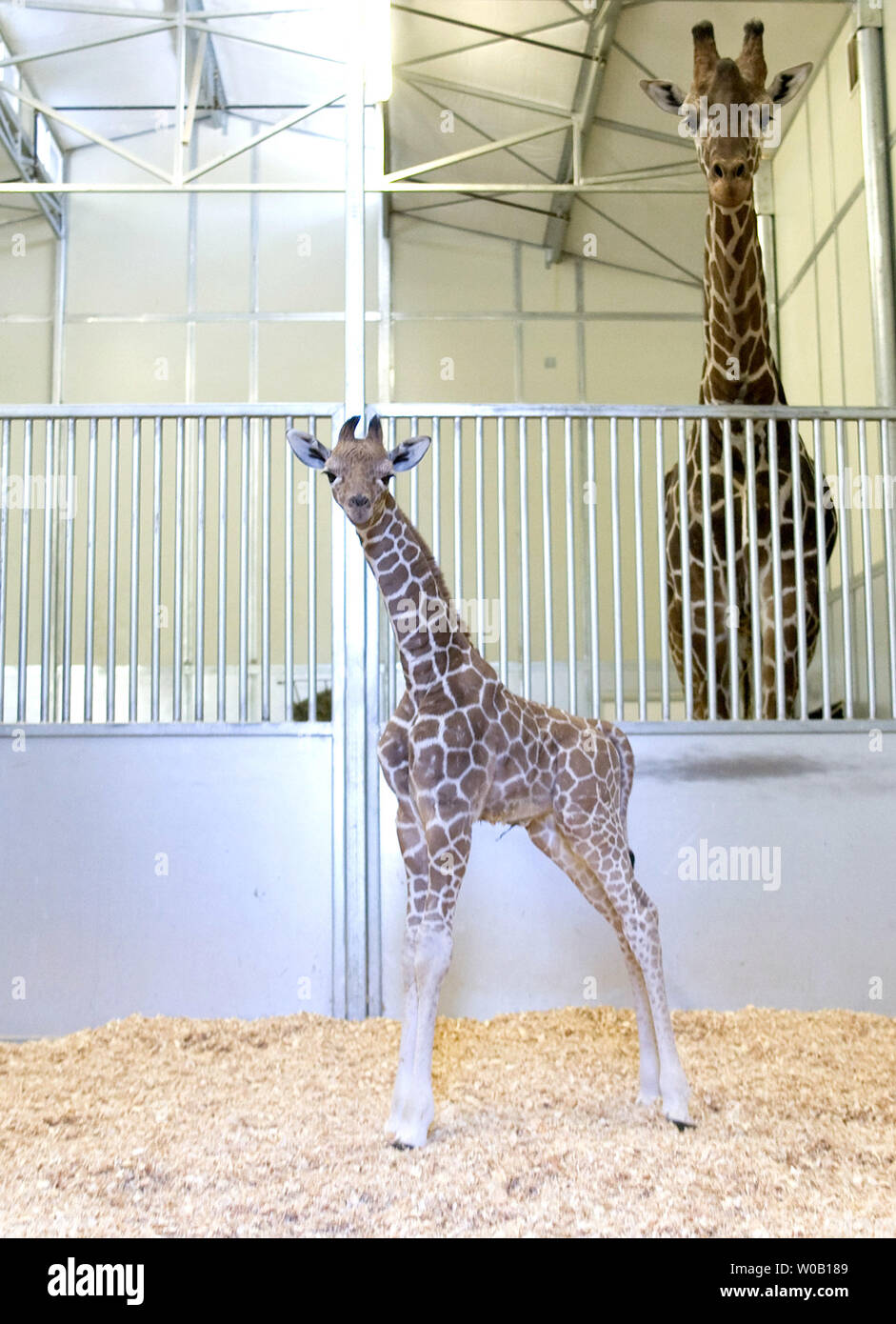 Six Flags Discovery Kingdom's newest edition, a 145-lb., approximately 5-foot 10-inch inch tall male giraffe calf born on December 14,  is pictured with his six-year-old father, Nyumekye (NOO-MEH-KEE), at Six Flags Discovery Kingdom, Vallejo, California, on December 23, 2009.    UPI/Ken James Stock Photo
