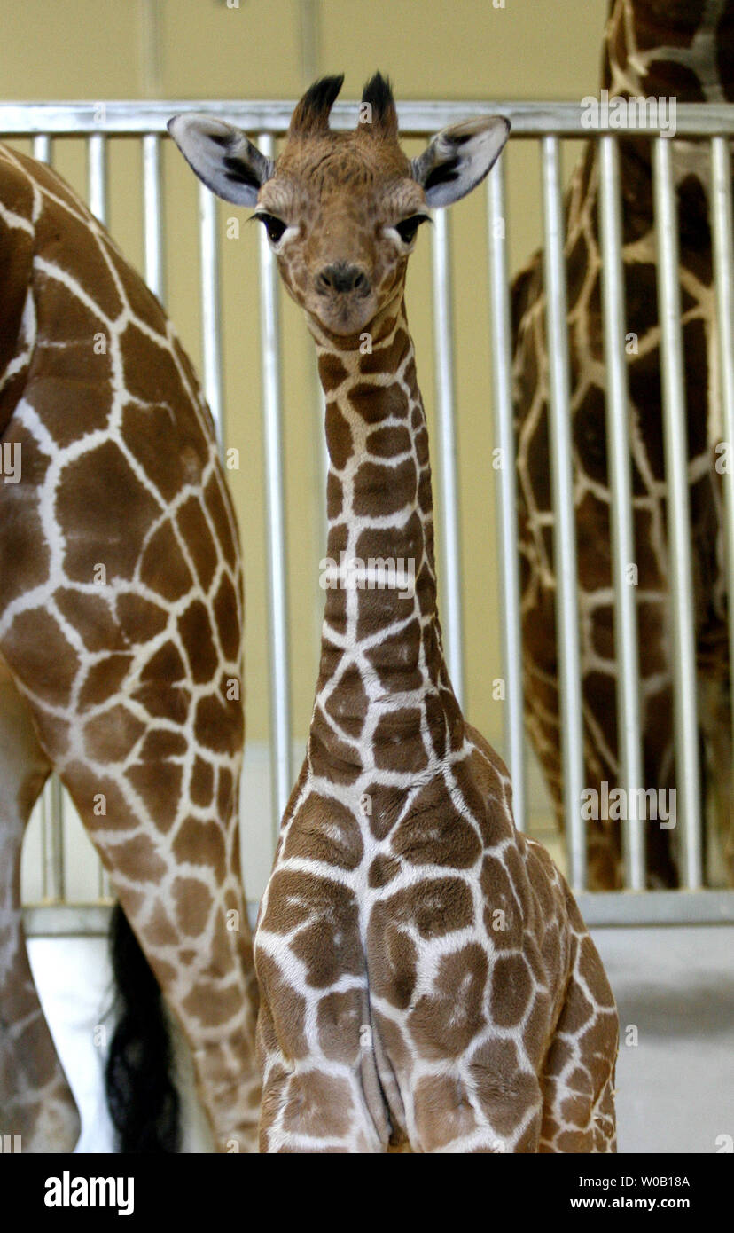 Six Flags Discovery Kingdom's newest edition, a 145-lb., approximately 5-foot 10-inch inch tall male giraffe calf born on December 14,  is pictured with his four-year-old mother Makali at Six Flags Discovery Kingdom, Vallejo, California, on December 23, 2009.    UPI/Ken James Stock Photo