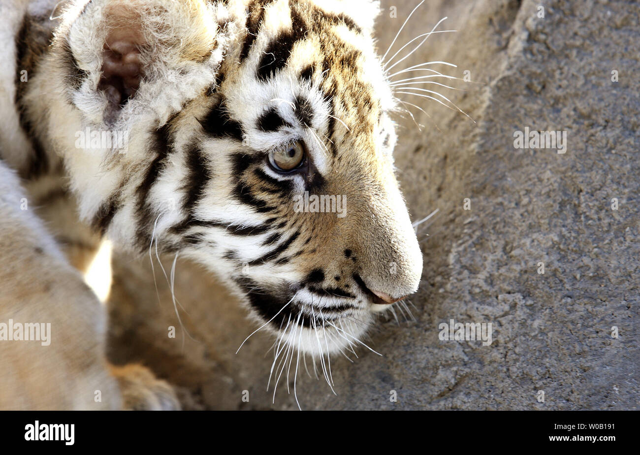 Six Flags Discovery Kingdom newest tiger cubs female Mischa and male