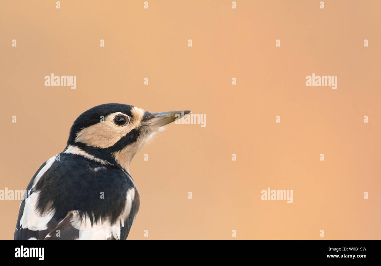 A Great spotted Woodpecker (Dendrocopos major) perched on a log Stock Photo